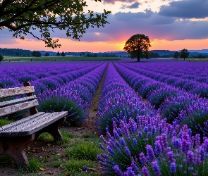 AI, Góry, Lawenda, Pole, Ławka, Drzewa