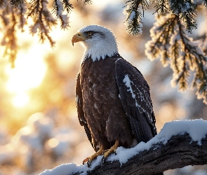 Światło, Śnieg, Bielik amerykański, Ptak, Konar, Gałązki