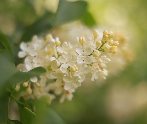 Bez, Krzew, Gałązka, Lilak, Żółty