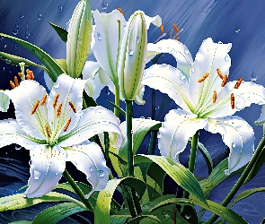 Białe, Grafika, Krople, Lilie, Kwiaty