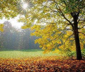 Promienie słońca, Liście, Las, Jesień, Drzewa, Polana