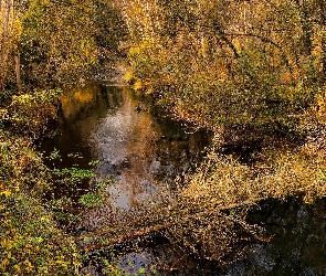 Rzeka, Drzewo, Powalone, Las, Jesień