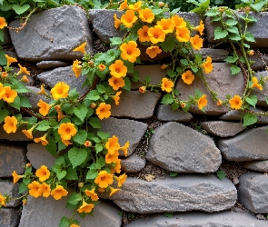 Grafika, Mur, Kwiaty, Pomarańczowe, Pnącze, Kamienny