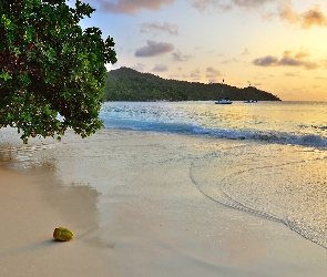 Plaża, Wschód słońca, Drzewo, Żaglówki, Morze