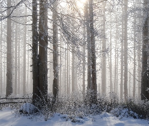 Las, Śnieg, Rośliny, Drzewa, Zima