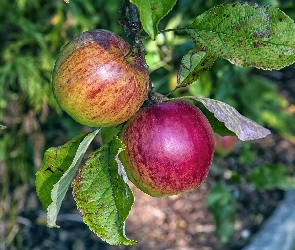 Listki, Gałązki, Jabłka, Owoce, Drzewo, Jabłoni