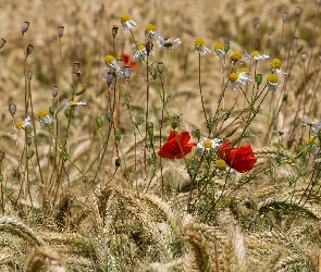 Kłosy, Rumian polny, Maki, Kwiaty, Zboże