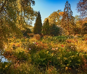 Kwiaty, Jesień, Drzewa, Rośliny, Ogród