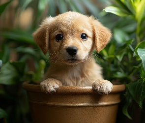 Szczeniak, Liście, Donica, Spojrzenie, Pies