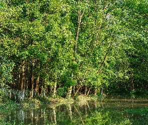 Rzeka, Las, Zielone, Drzewa