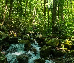 Drzewa, Lato, Kamienie, Potok, Las