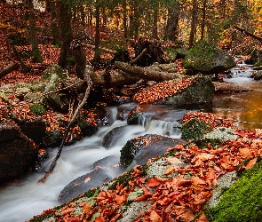 Kamienie, Rzeka, Drzewa, Jesień, Opadłe, Las, Liście