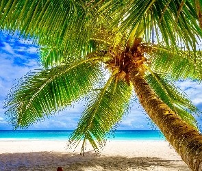 Seszele, Palma kokosowa, Morze, Plaża