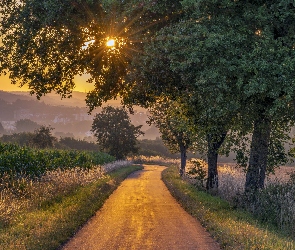 Zachód słońca, Droga, Łąki, Góry, Trawa, Drzewa