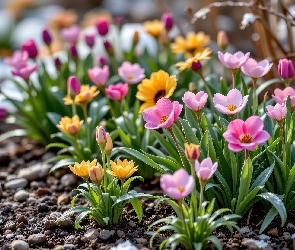 Śnieg, Kwiaty, Żółte, Różowe