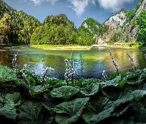 Roślinność, Dunajec, Góry, Polska, Pieniny, Rzeka