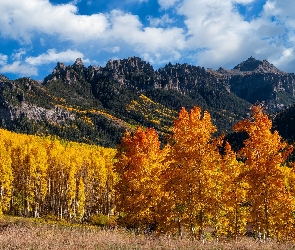 Pożółkłe, Drzewa, Stany Zjednoczone, Góry, Topole, Jesień, Kolorado, Osiki, San Juan Mountains, Przełęcz, Owl Creek
