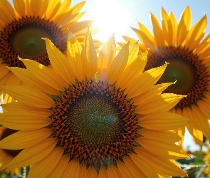 Słoneczniki, Zbliżenie, Trzy