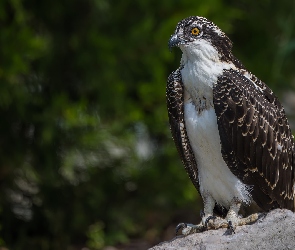 Ptak, Kamień, Rybołów