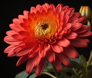 Pąki, Chryzantema, Czerwony, Kwiatek