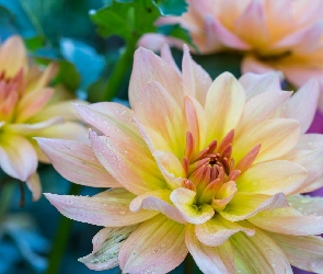 Krople, Dalia, Kwiaty, Kwitnąca