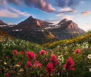 Kwiaty, Drzewa, Stany Zjednoczone, Góry, Wzgórze, Niebo, Montana, Chmury, Polana, Park Narodowy Glacier, Mount Oberlin