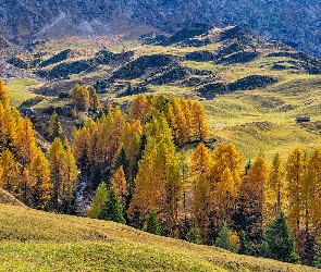 Jesień, Drzewa, Wzgórza, Góry, Las, Pożółkłe