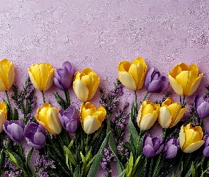 Tulipany, Grafika, Ściana, Krokusy, Kwiaty