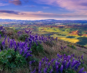 Waszyngton, Łąki, Wschód słońca, Stany Zjednoczone, Park stanowy Steptoe Butte, Palouse, Łubin, Wzgórza, Trawa, Dolina, Kwiaty, Pola