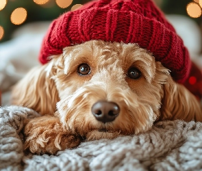 AI, Czerwona, Pies, Czapka