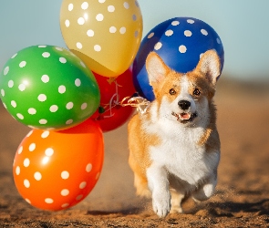 Piasek, Balony, Pies, Welsh corgi pembroke
