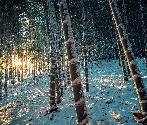 Promienie słońca, Śnieg, Las bambusowy, Zima, Drzewa, Bambus