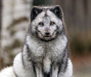 Futro, Spojrzenie, Lis polarny