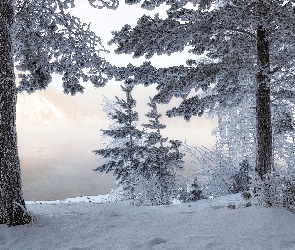 Las, Rzeka, Zima, Drzewa, Mgła