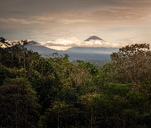 Drzewa, Indonezja, Bali, Góry, Las