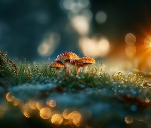 Grafika AI, Bokeh, Grzyby, Trawa