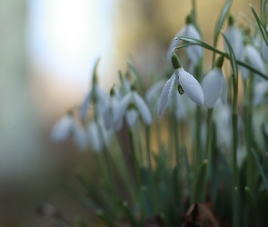 Białe, Tło, Rozmyte, Kwiaty, Przebiśniegi