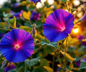 Kwiaty, Grafika AI, Powój