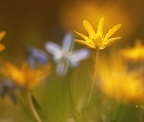 Zbliżenie, Kwiat, Ziarnopłon wiosenny, Żółty