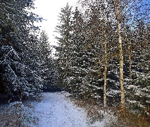 Droga, Las, Drzewa, Śnieg, Zima