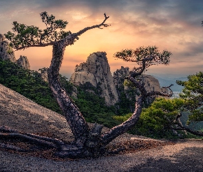 Skały, Sosny, Drzewa, Wschód słońca, Góry