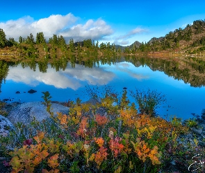 Drzewa, Kolorowe, Stany Zjednoczone, Basin Lake, Krzewy, Jesień, Waszyngton, Kamienie, Góry, Park Narodowy Olympic, Jezioro