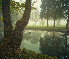 Staw, Pomost, Drzewa, Mgła, Park