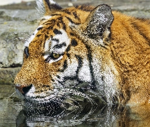 Skała, Woda, Tygrys, Głowa