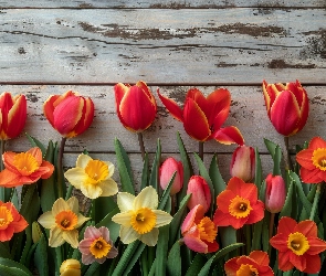 Tulipany, Deski, Drewno, Narcyzy żonkile, Kwiaty