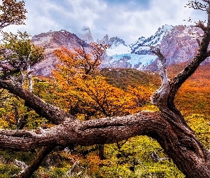 Konary, Drzewa, Patagonia, Argentyna, Góry, Jesień