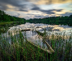Jezioro, Łodzie, Zatopione, Szuwary, Las