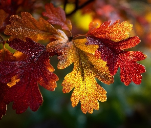 Grafika AI, Krople, Jesienne, Liście, Dębowe, Dąb