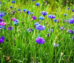 Chabry, Łąka, Pąki, Niebieskie, Kwiaty