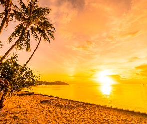 Palmy, Niebo, Zachód słońca, Morze, Plaża